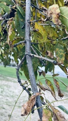 Fraxinus pennsylvanica