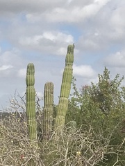 Pachycereus pringlei