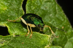 Colaspis