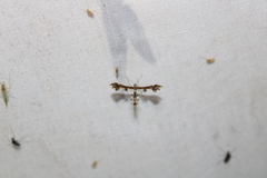 Geina tenuidactylus