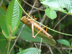 Tropidacris