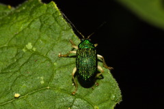 Colaspis