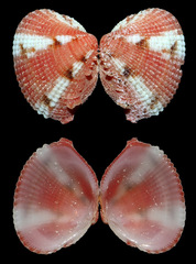 Timoclea marica