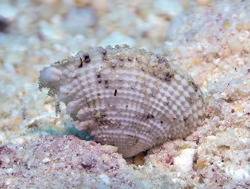Timoclea marica observed 2016-06-20