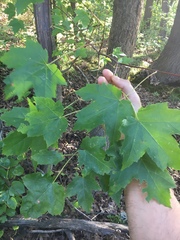 Acer rubrum