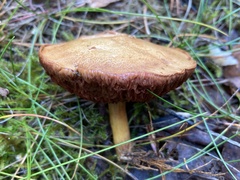 Chalciporus