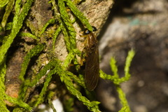 Merosargus