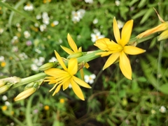 Echeandia michoacensis