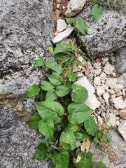 Matelea edwardsensis