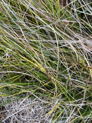 Carex eburnea