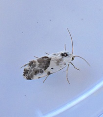 Ponometia candefacta