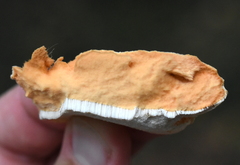 Piptoporellus soloniensis