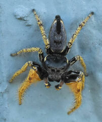 Phidippus arizonensis