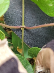 Matelea edwardsensis