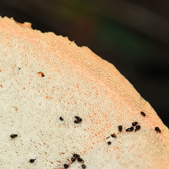 Piptoporellus soloniensis