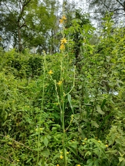 Echeandia michoacensis