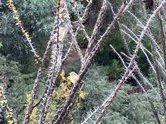 Spinus psaltria