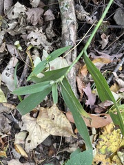 Tradescantia subaspera
