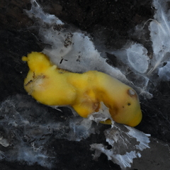 Piptoporellus soloniensis