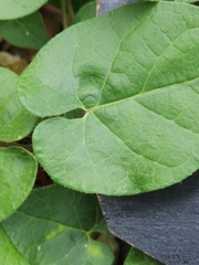 Matelea edwardsensis