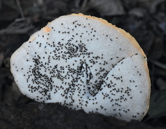 Piptoporellus soloniensis