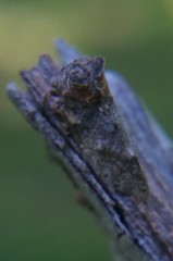 Microcentrus perditus