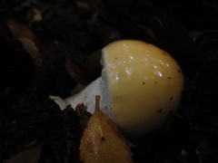 Amanita diemii