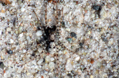Arctosa perita