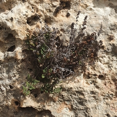 Oeosporangium