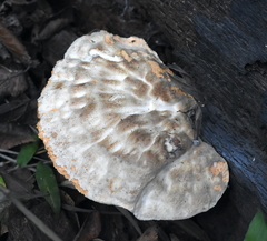 Piptoporellus soloniensis