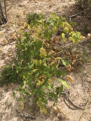 Cnidoscolus maculatus