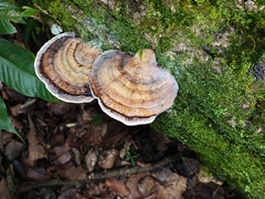 Trametes cubensis