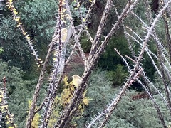 Spinus psaltria