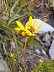 Ursinia paleacea