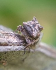 Microcentrus perditus