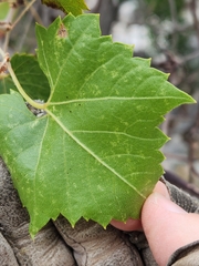 Vitis monticola