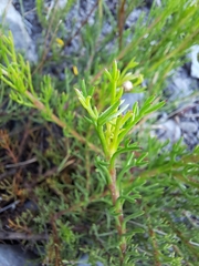 Ursinia paleacea