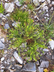 Ursinia paleacea