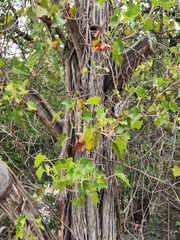 Vitis monticola