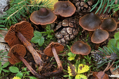 Cortinarius anthracinus
