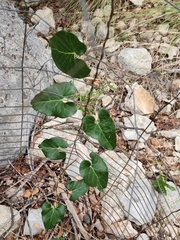 Matelea edwardsensis