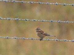 Spizelloides arborea