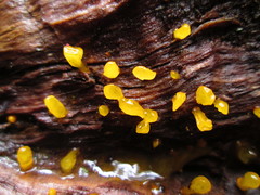 Guepiniopsis alpina image