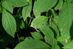 Syringa josikaea