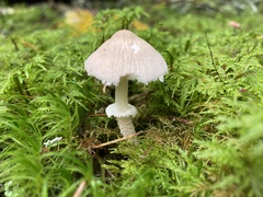 Cystoderma carcharias