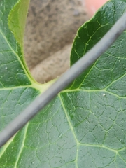 Matelea edwardsensis