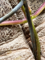 Matelea edwardsensis