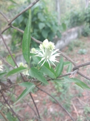 Clematis montevidensis