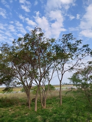 Albizia inundata