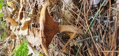 Lactarius turpis